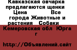 Кавказская овчарка -предлагаются щенки › Цена ­ 20 000 - Все города Животные и растения » Собаки   . Кемеровская обл.,Юрга г.